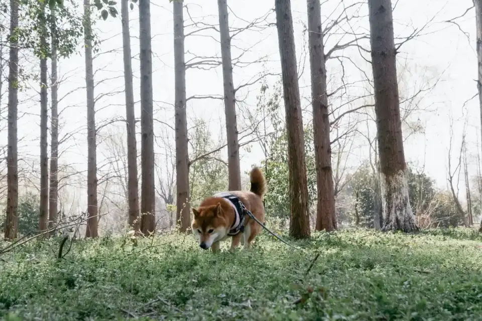 Senior dog walking outdoors
