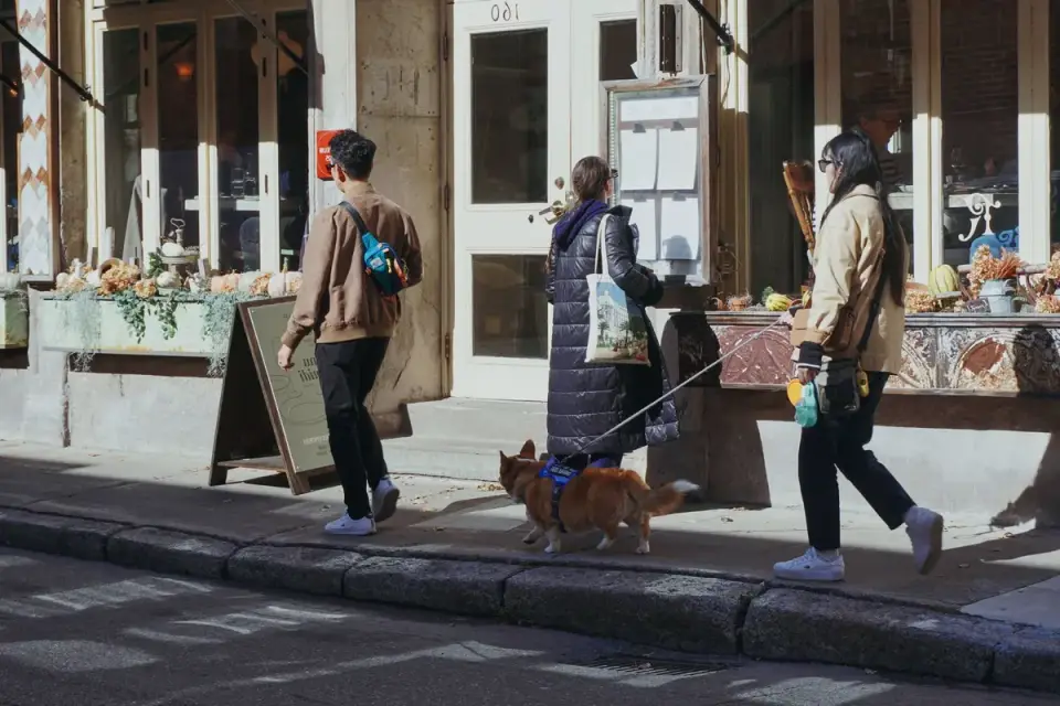 Senior dog walking slowly