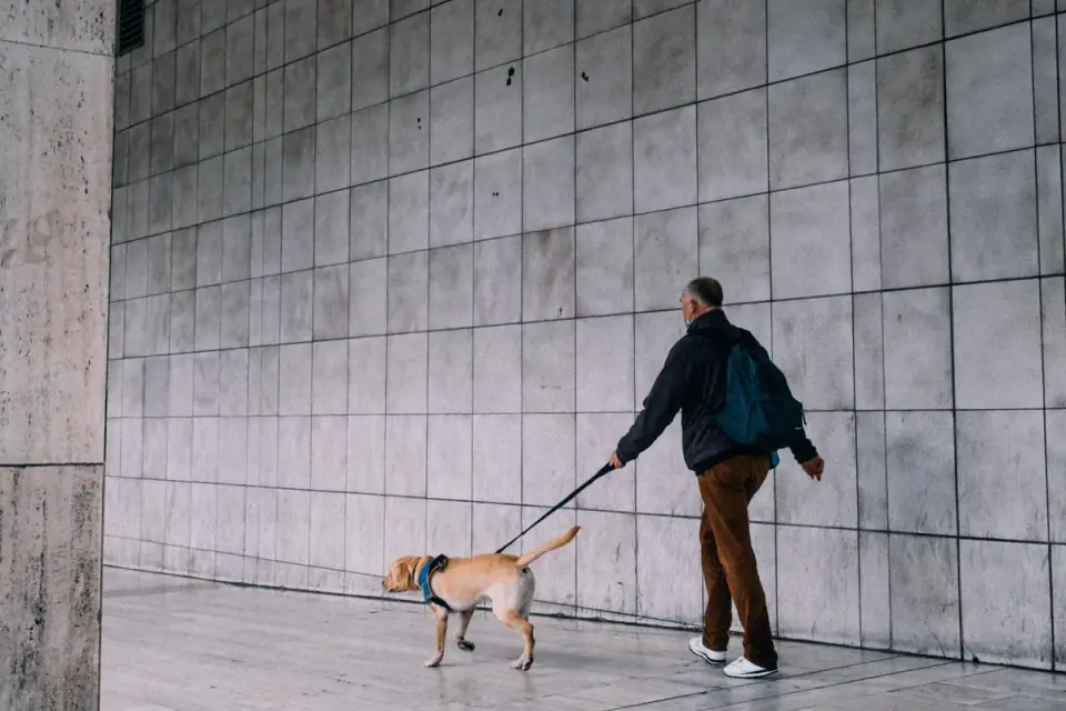 Senior dog walking slowly