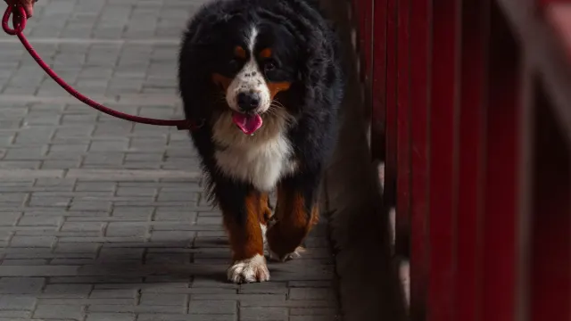 Senior dog walking with an owner