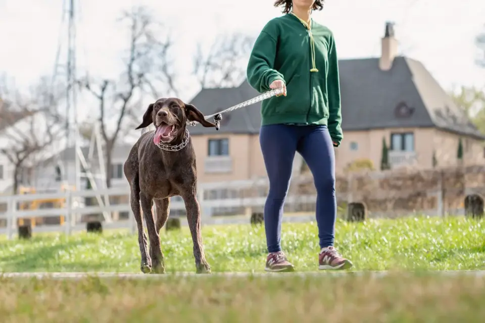Senior dog walking with an owner