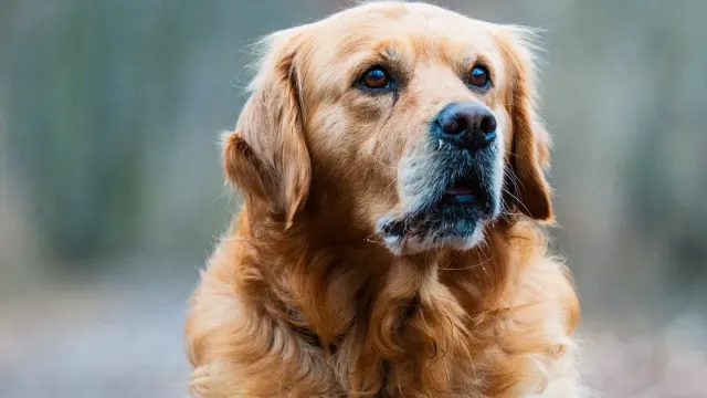 Senior golden retriever lying on an orthopedic bed in a sunlit room