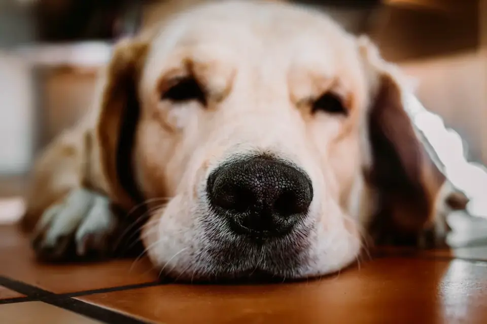 Senior golden retriever pushing up off a dog bed, weight shifted onto its front legs