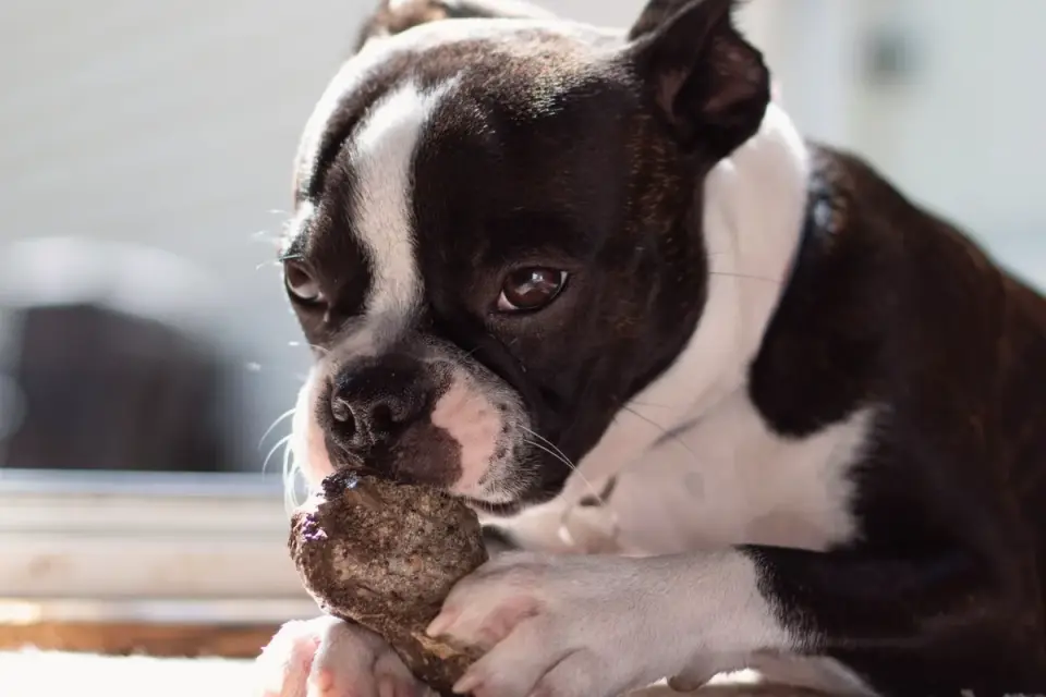 Several dog chew toys of varying hardness and texture arranged on a table