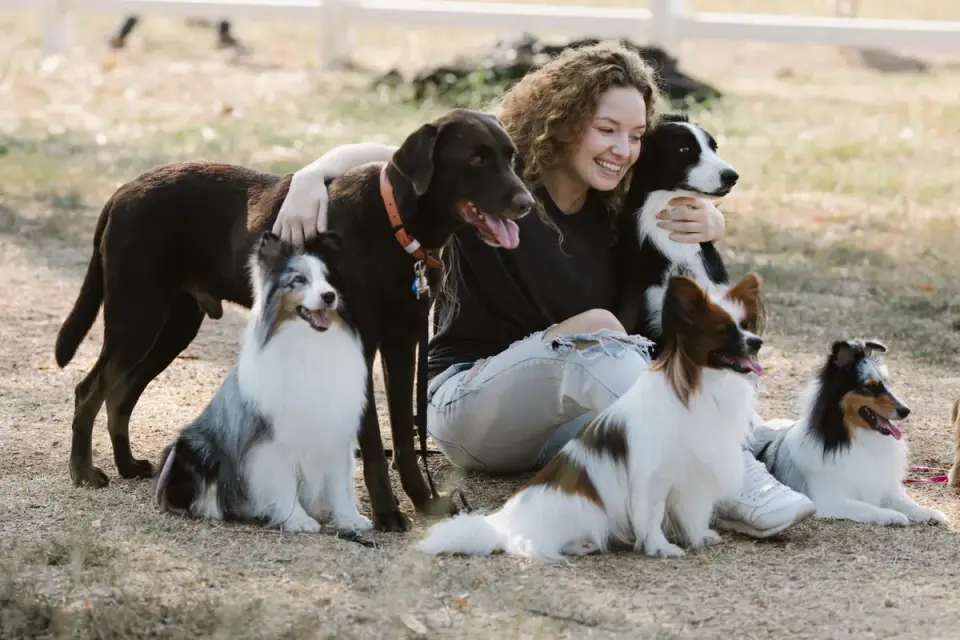 Several puppies sitting beside their owners during a puppy socialization class