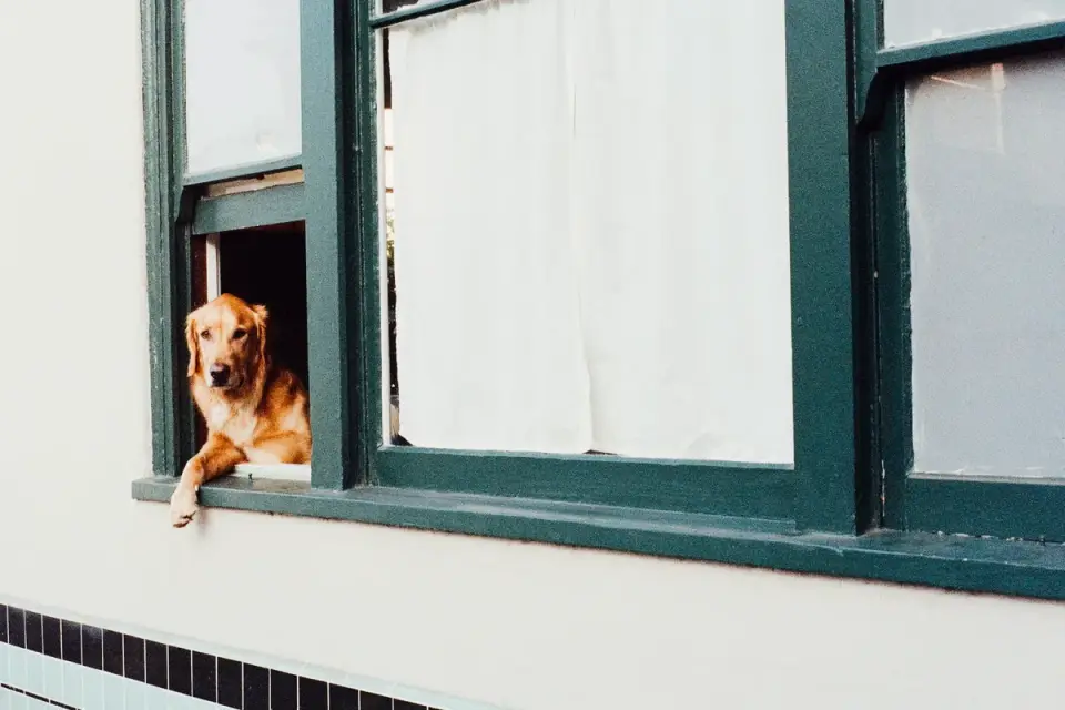 Small puppy standing near a door with its owner reaching for the leash