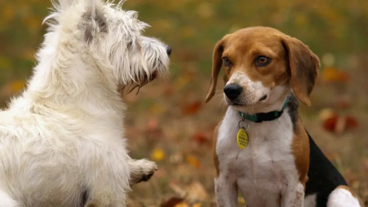 Two dogs together