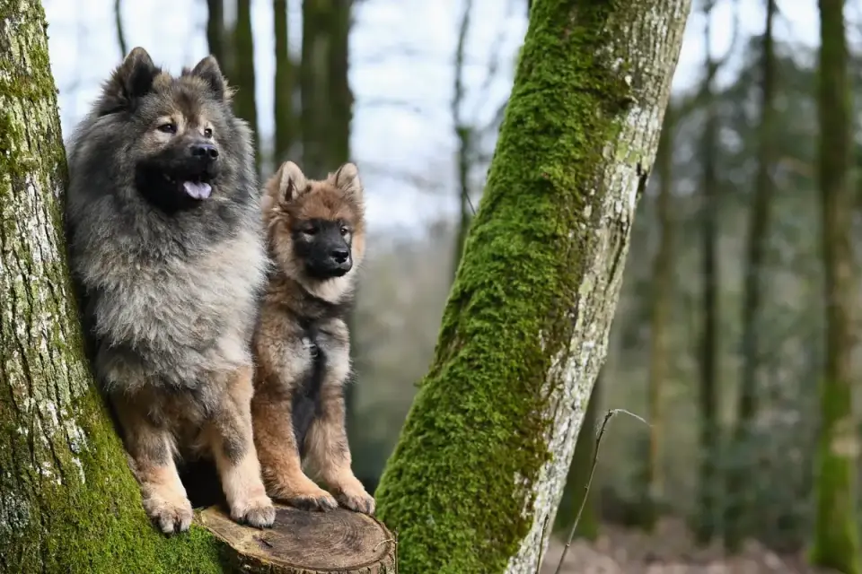 Two dogs together
