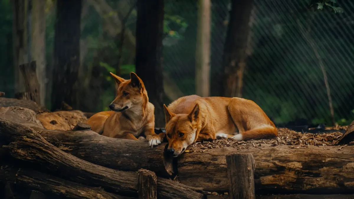 Two dogs together