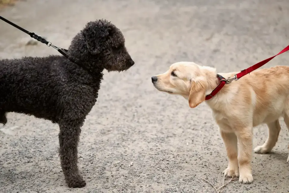 Two leashed dogs meeting on a sidewalk while their owners watch closely