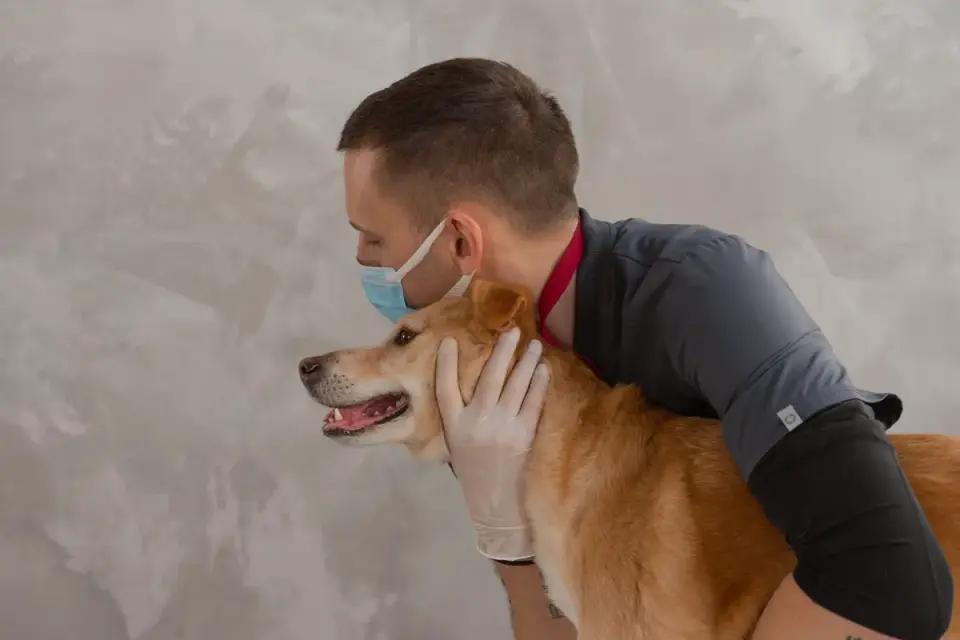 Veterinarian gently examining a dog's hip during a mobility exam