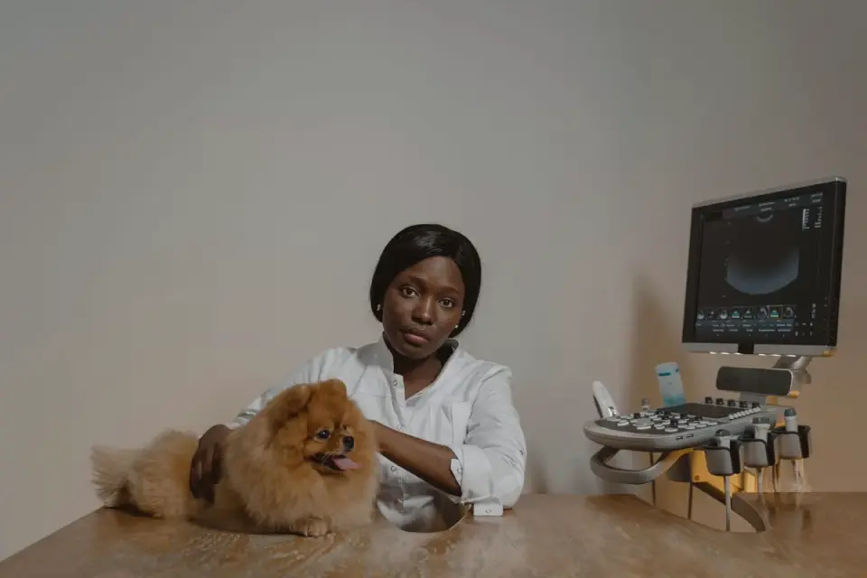 Veterinarian gently examining a senior dog&#x27;s hip during a wellness exam