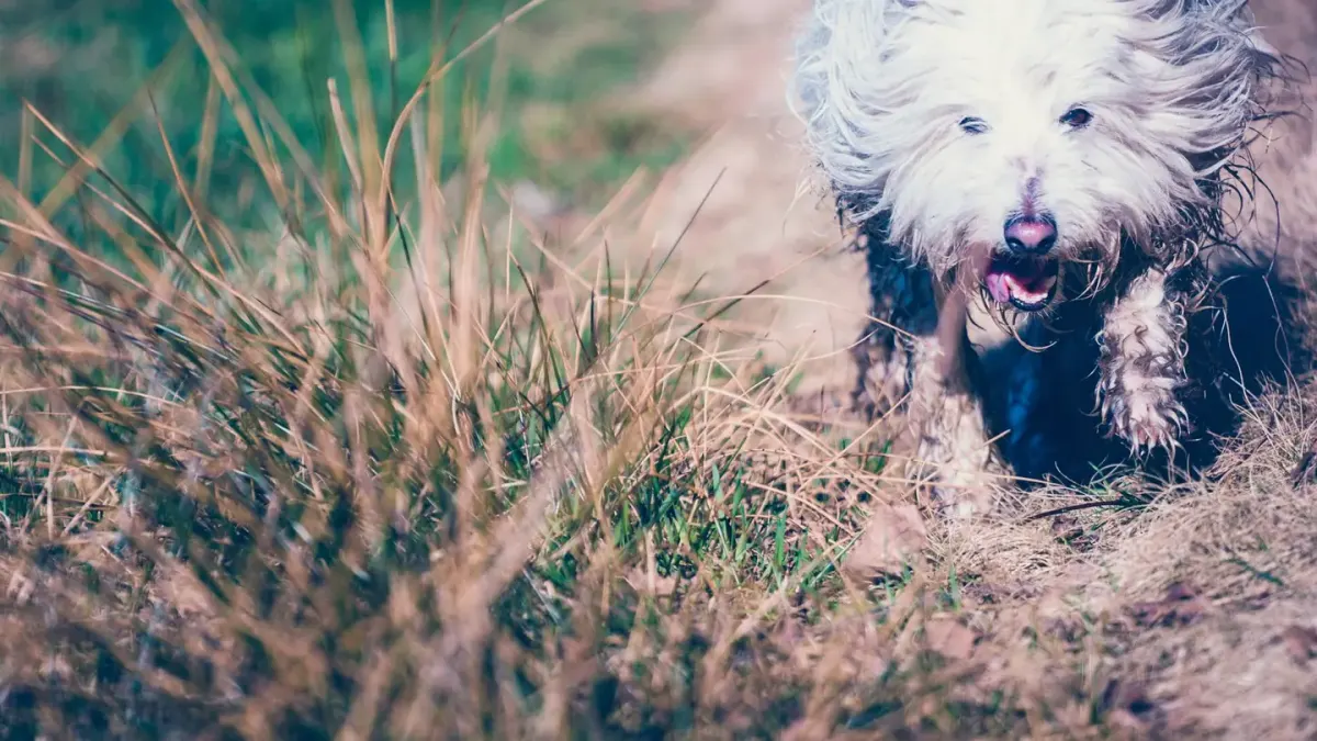 Wet dog outdoors