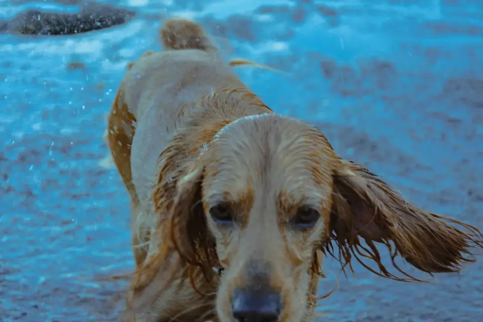 Wet dog outdoors