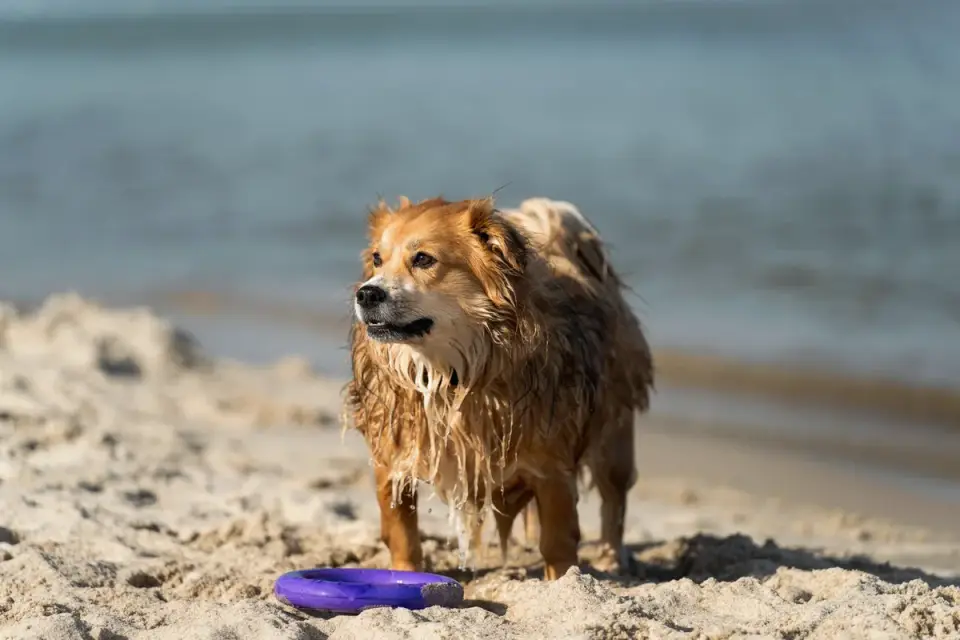 Wet dog outdoors