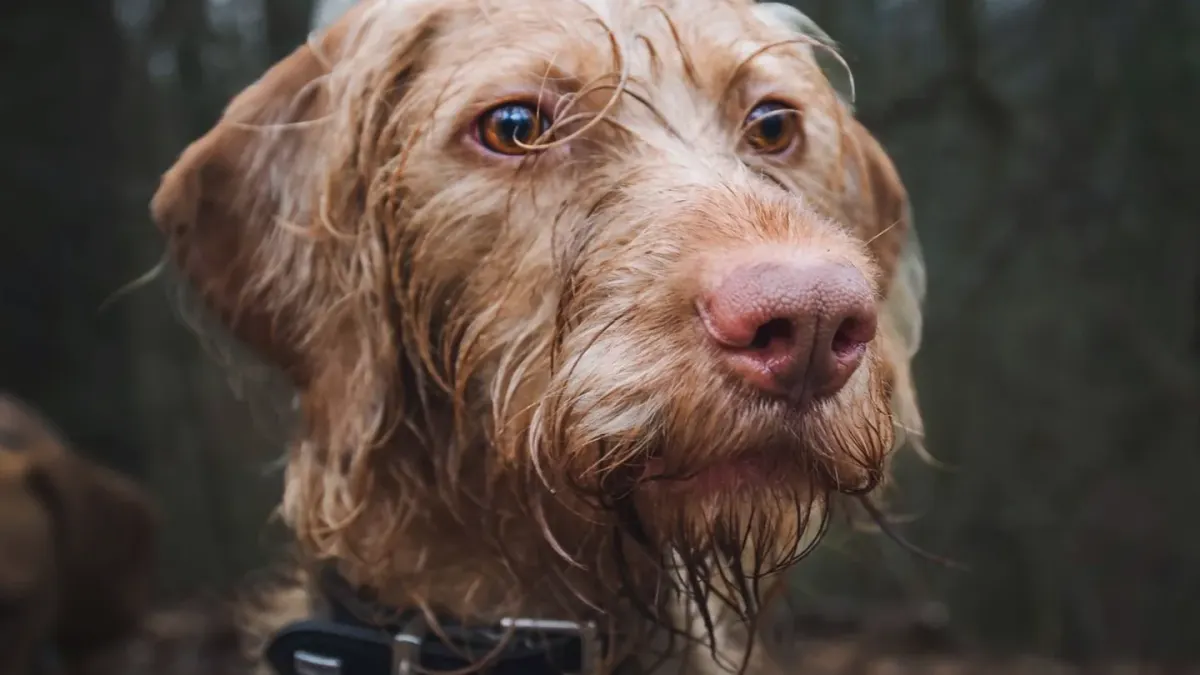 Wet dog outdoors