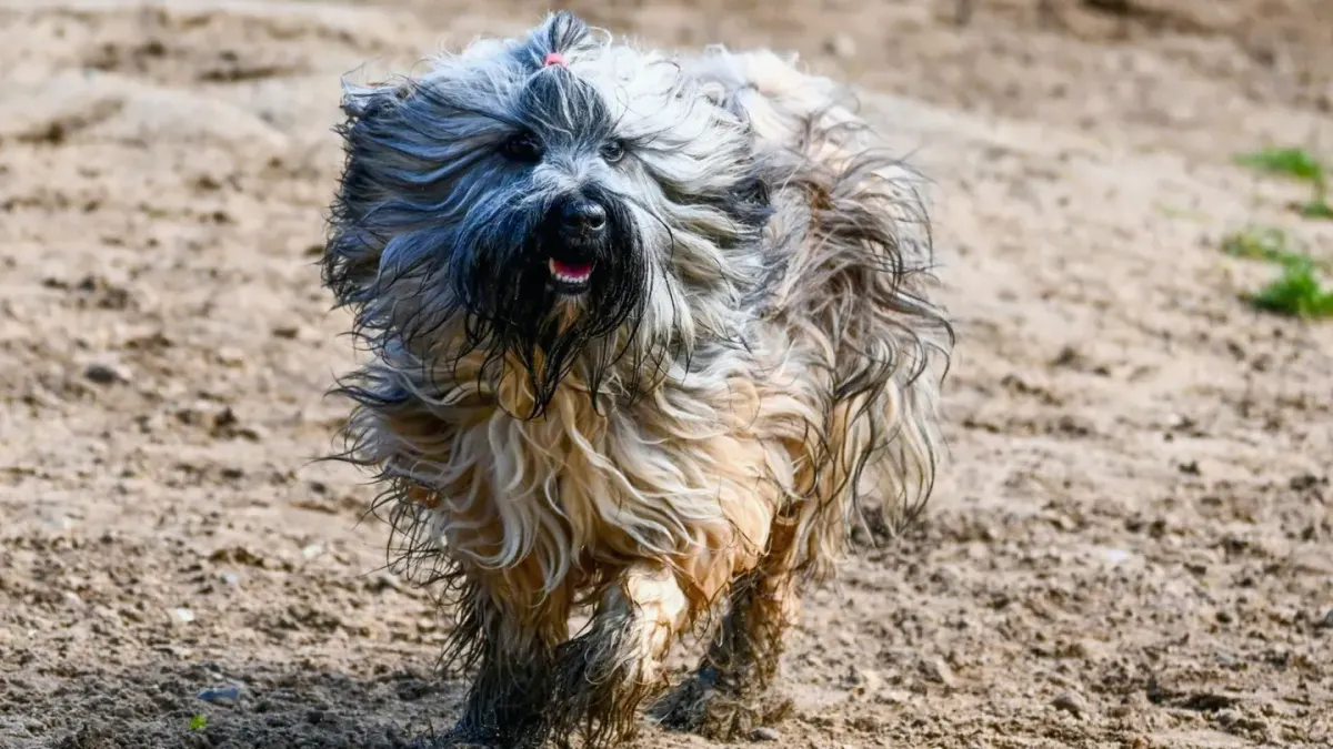 Wet dog outdoors